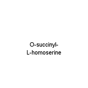 O-succinyl- L-homoserine